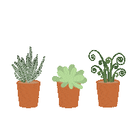 mikalynpaige plant plants cactus cacti Sticker