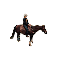 Cant Sit Still Wild Horses Sticker by Lainey Wilson