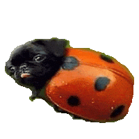 pug STICKER by imoji