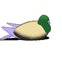 katgmorris animation bird egg pigeon Sticker