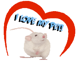 Guinea Pig Love Sticker