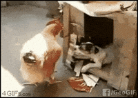 dog hen GIF