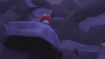Mushmushfun win gotit mushmush mushmushandthemushables GIF