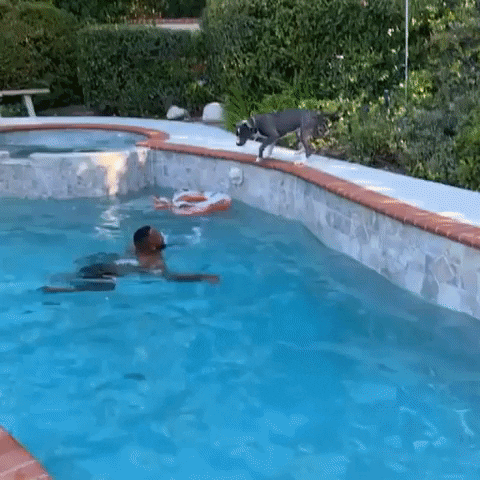 cuteanimalland giphyupload GIF