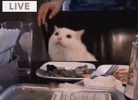 WolfStar giphygifmaker giphyattribution smudge the cat- godzilla edition GIF