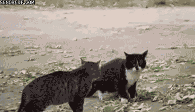 best of week fighting GIF by Cheezburger