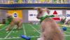 dogs puppies GIF by Puppy Bowl