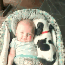 puppies GIF