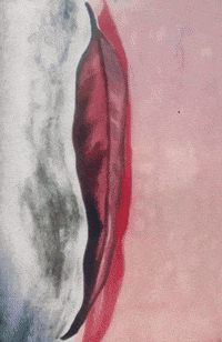 Leaf Leaves GIF by Barbara Pozzi