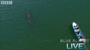 bbc one blue planet 2 GIF by BBC