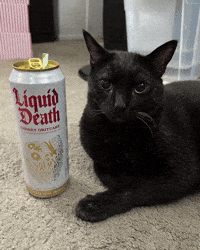 Black Cat Liquid Death GIF