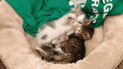 Kitties GIF