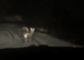 Deer Stroll Along Snowy Colorado Road