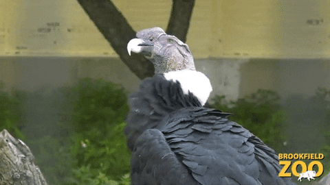 Birds Stare GIF by Brookfield Zoo