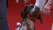 Hungry On My Way GIF by American Kennel Club
