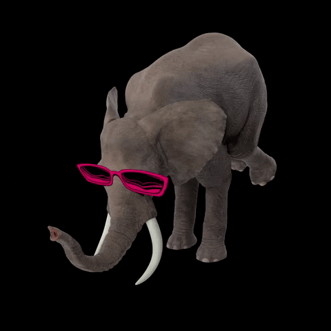 manadacriativa giphyupload elephant oculos elefante GIF