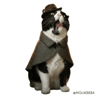 Sherlock Holmes Cat GIF