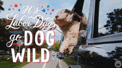 Hallmark Ecards Dog GIF by Hallmark Gold Crown