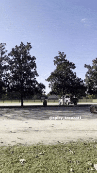 spicy_tacocat1 miata tacocat spicytacocat1 nb miata GIF