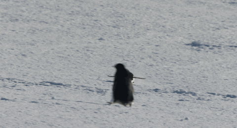natgeochannel giphyupload GIF