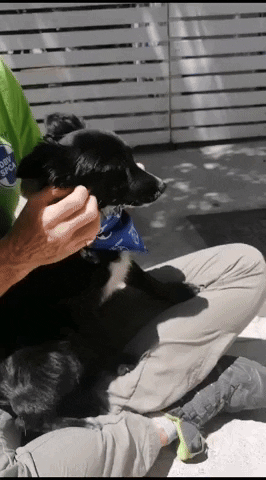 SPCA giphyupload GIF