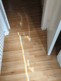 KantoLegend_ dog puppy doggo zoom GIF
