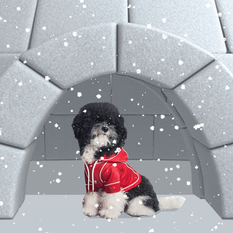 dog snow GIF by Moncler