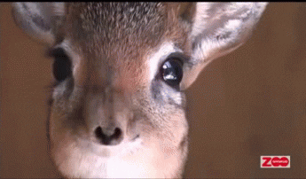 dikdik GIF