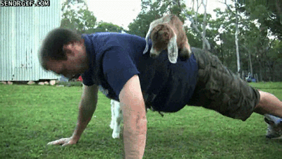 Goats Push Ups GIF