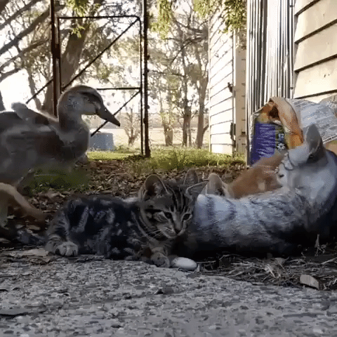 Duckling Cuddles With Kitten Friends