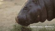 bbc cute animal bbc creature GIF