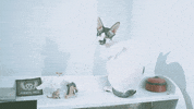 cat GIF