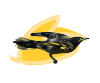 Endangered Species Australia Sticker by NSW Department of Planning, Industry and Environment
