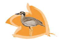 Endangered Species Australia Sticker by NSW Department of Planning, Industry and Environment