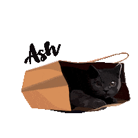 Cat Meow Sticker