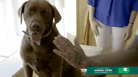 high five animal cribs GIF