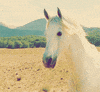 horse GIF