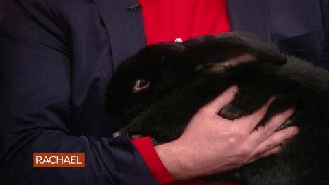 Giant Rabbit Food GIF by Rachael Ray Show