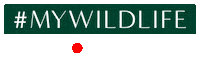 Mywildlife Sticker by SWAROVSKI OPTIK