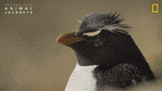 National Geographic GIF by Nat Geo Wild