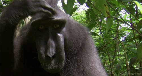 Celebes Crested Macaque Monkey GIF