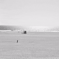 Black And White Beach GIF by Nora Simon