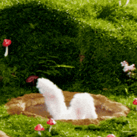 haishatp twice misamo haishatp mitantp GIF