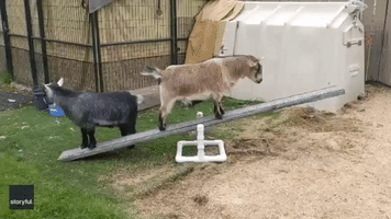 Striking a Balance: Goats Try Out See-Saw