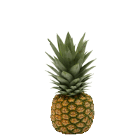 bounce fruit Sticker
