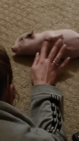 Adorable Piglet's Bout of Hiccups Eased With Some Belly Rubs