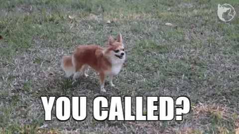 Call Chihuahua GIF by WoofWaggers