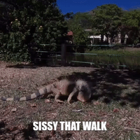 costa rica travel GIF