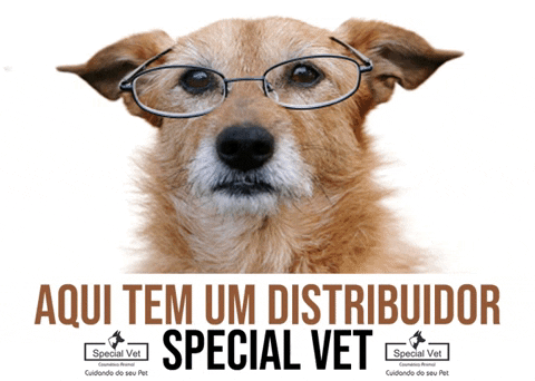 specialvetoficial giphyupload dog pet cachorro GIF