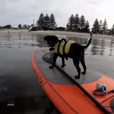 Paddleboarding Dog Joined in Shallows by Banjo Shark